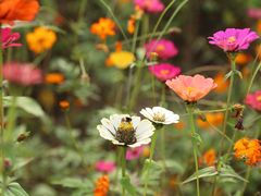 -桤木河湿地公园