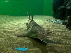 -上海海洋水族馆