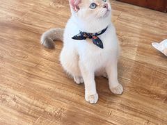 -猫小主咖啡·猫咖cat cafe(福田店)