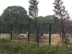 -北京麋鹿生态实验中心