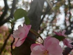 -苏州上方山国家森林公园