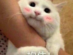 -倾城密码(大唐店)