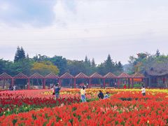 -丹樱生态园