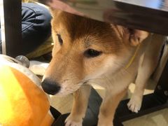 -逗柴咖啡屋·狗咖猫咖宠物桌游