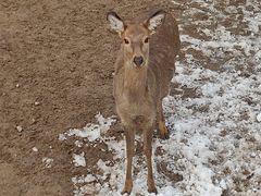 -石家庄市动物园
