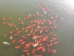 -石家庄市植物园