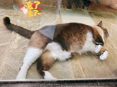 -猫咪博物馆(顶澳仔猫街店)