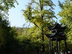 -千年银杏谷文化旅游区