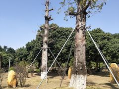 -紫马岭公园