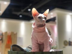 -藏猫猫咖啡主题馆(中央大道店)