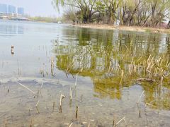 -大兴滨河森林公园