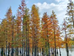 -白鹭湾湿地公园