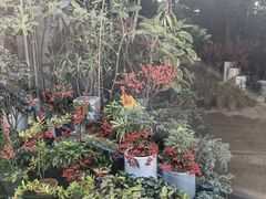 -桂林市花鸟市场