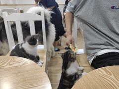 -李小姐の猫咖啡馆(五角场店)