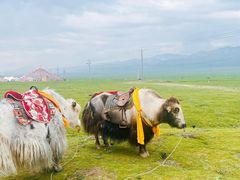 -祁连山草原