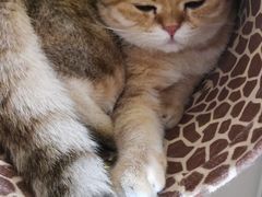 -猫腻·猫咖·撸猫馆(星光大道店)