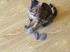 -萌喵宠狗爱心宠咖