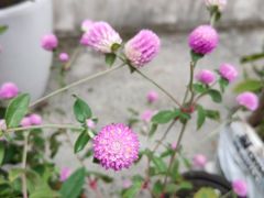 -杭州西湖风景名胜区-满觉陇四眼井