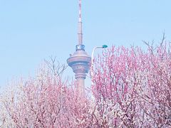 -桃花堤公园
