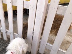 -前小桔亲子创意农场·草莓采摘·露营烧烤
