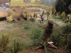 -陕西自然博物馆