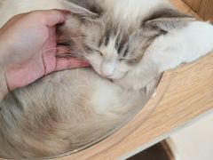 -飞行喵MR PILOT|猫舍·猫咖(静安大融城店)