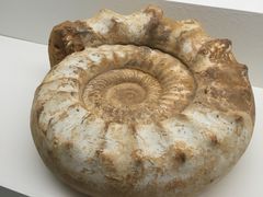 -青岛贝壳博物馆