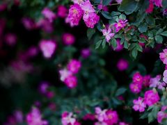 -国家植物园南园