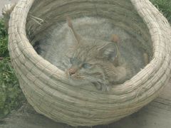 -青藏高原野生动物园