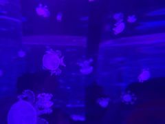 -海合安武汉极地海洋公园