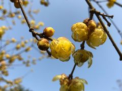 -三圣花乡旅游区