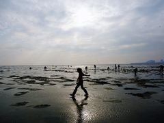 -红树林天天赶海