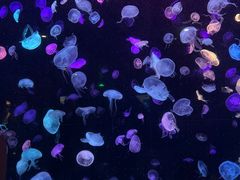 -珠海长隆海洋王国