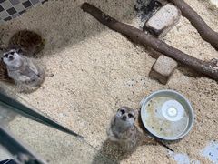-上海大自然野生昆虫馆(东方明珠·爬宠昆虫探索中心)
