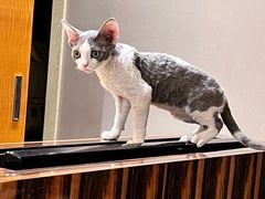 -山宅一喵德文卷毛猫舍