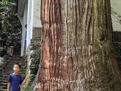 -天目山大树王景区