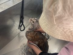 -中农国际动物医院24小时·猫科·骨科·急重症中心