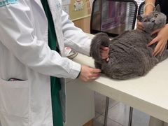 -瑞派长江宠物医院·猫科·外科·24小时夜护(谊城公寓分院)