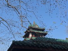 -桂湖森林公园