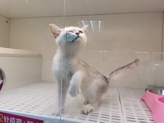 -lincat·猫舍(广州店)