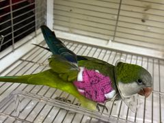 -立德异宠动物医院.兔鸟爬.内窥镜(天河店)