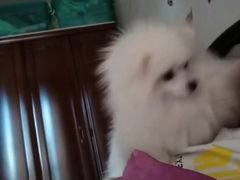 -波姐宠物家庭寄养