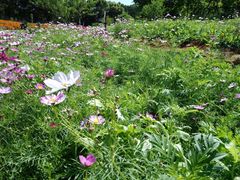 -松山湖梦幻百花洲