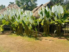 -中国科学院西双版纳热带植物园