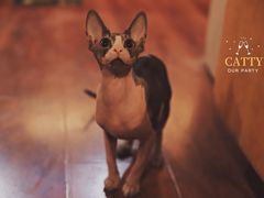 -猫小院猫主题咖啡厅(北锣店)