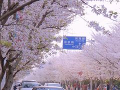 -高东镇樱花园