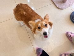 -团子家猫咪猫咖馆·柯基·柯尔鸭