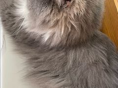 -喵园·猫主题咖啡厅·撸猫·猫咖(国贸店)