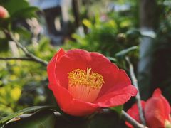 -厦门园林博览苑