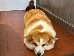 -肥朵食堂(带梦胡同店)